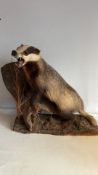 European badger taxidermy mount