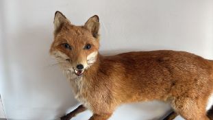Taxidermy Red Fox on Wooden Plinth