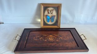 Framed butterflies and marquetry tray