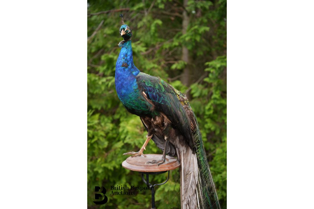 Victorian Taxidermy Peacock - Image 2 of 11