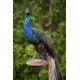 Victorian Taxidermy Peacock - Image 2 of 11