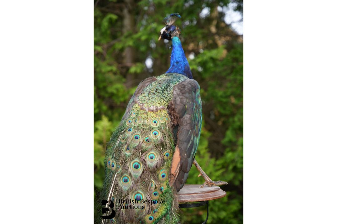 Victorian Taxidermy Peacock - Image 7 of 11