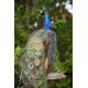 Victorian Taxidermy Peacock - Image 7 of 11