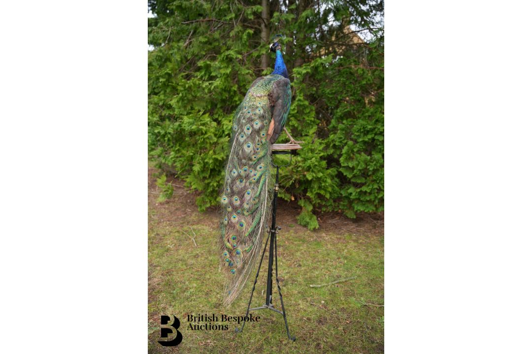 Victorian Taxidermy Peacock - Image 5 of 11