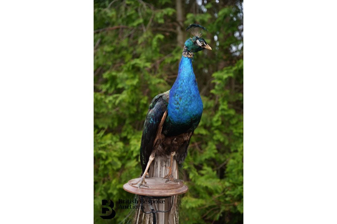 Victorian Taxidermy Peacock - Image 4 of 11