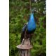 Victorian Taxidermy Peacock - Image 4 of 11
