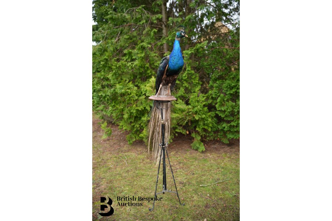 Victorian Taxidermy Peacock - Image 3 of 11