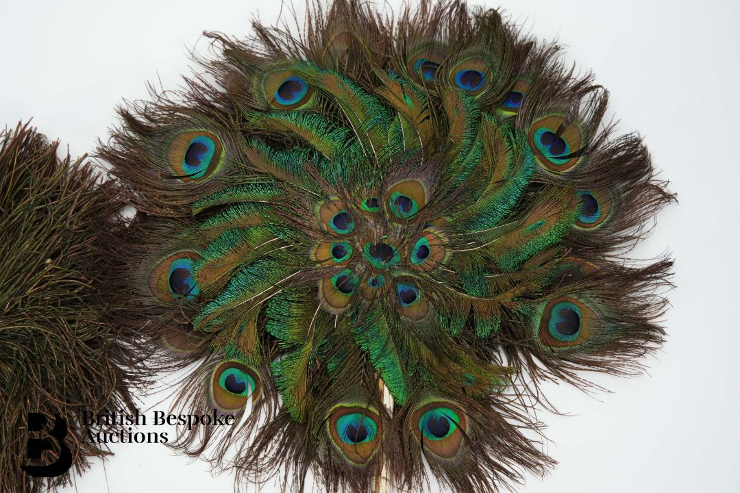 Victorian Taxidermy Peacock - Image 11 of 11