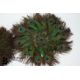 Victorian Taxidermy Peacock - Image 11 of 11