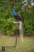 Victorian Taxidermy Peacock