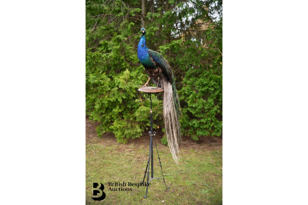 Victorian Taxidermy Peacock - Image 1 of 11