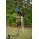 Victorian Taxidermy Peacock - Image 1 of 11
