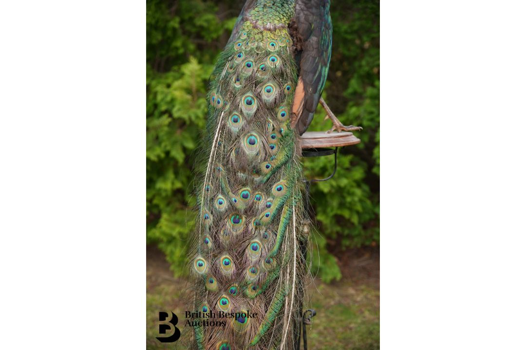 Victorian Taxidermy Peacock - Image 6 of 11