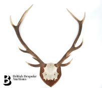 Pair of Antlers