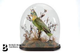 Victorian Taxidermy Parrot