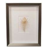 Large Pecten Comb