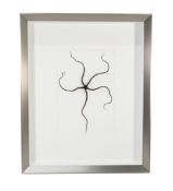 Serpent Star Echinoderm