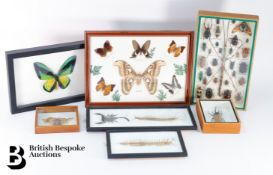 Taxidermy - Insects, Butterflies and Beetles