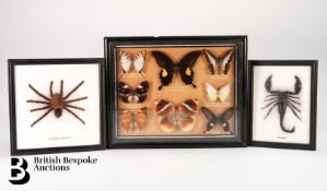 Taxidermy Scorpion and Tarantula