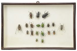 A glazed wall hanging display case of preserved tropical beetles
