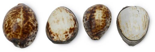 Four Silver-Mounted Cowrie Shell Snuff Boxes