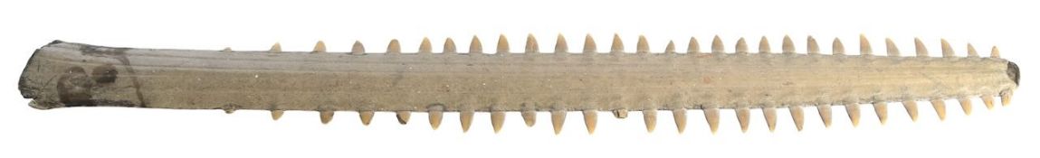 Taxidermy: a largetooth sawfish rostrum,