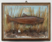 OF NATURAL HISTORY INTEREST - VICTORIAN 1889 TAXIDERMY TROUT FISH