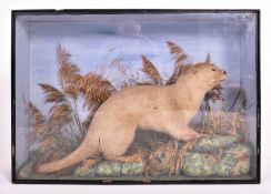 TAXIDERMY - 19TH CENTURY VICTORIAN CASED OTTER