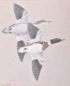 NORMAN ARLOTT - RED BREATED MERGANSER - ORNITHOLOGICAL PAINTING