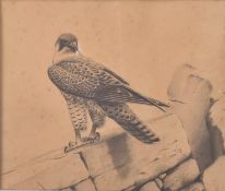 DAVID M. REID-HENRY - PENCIL ON PAPER DRAWING OF A FALCON - BIRD OF PREY