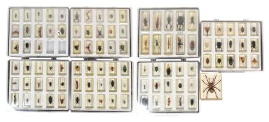 REAL LIFE BUGS - NATIONAL GEOGRAPHIC RESIN BUGS & SUBSCRIPTION MAGAZINES