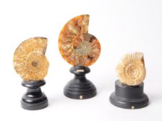 THREE SECTIONS OF AMMONITE FOSSILS MOUNTED ON WOODEN PLINTHS