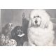AFTER EDWIN LANDSEER - LAYING DOWN THE LAW - ENGRAVING - Image 3 of 5