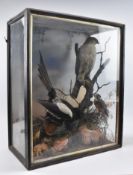 TAXIDERMY. 19TH CENTURY VICTORIAN CASED DISPLAY OF KINGFISHER, SPARROWHAWK & MAGPIE BIRDS