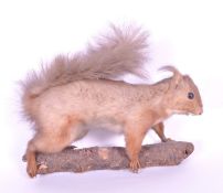 TAXIDERMY INTEREST - 20TH CENTURY RED SQUIRREL