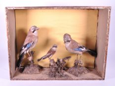 TAXIDERMY INTEREST - TWO STUFF JAY BIRDS W/ CHICK