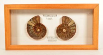 TWO CROSS SECTIONS OF AN AMMONITE FOSSIL MOUNTED IN A DISPLAY CASE