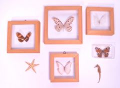 COLLECTION OF 20TH CENTURY TAXIDERMY BUTTERFLIES, SEAHORSE AND STARFISH