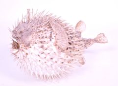 20TH CENTURY TAXIDERMY PUFFERFISH / PORCUPINE FISH