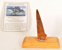 CRETACEOUS PERIOD SPINOSAURUS DINOSAUR TOOTH FOSSIL
