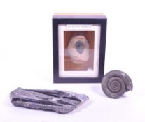 TRILOBITE, ORTHOCERAS AND AMMONITE FOSSILS FROM VARIOUS PERIODS
