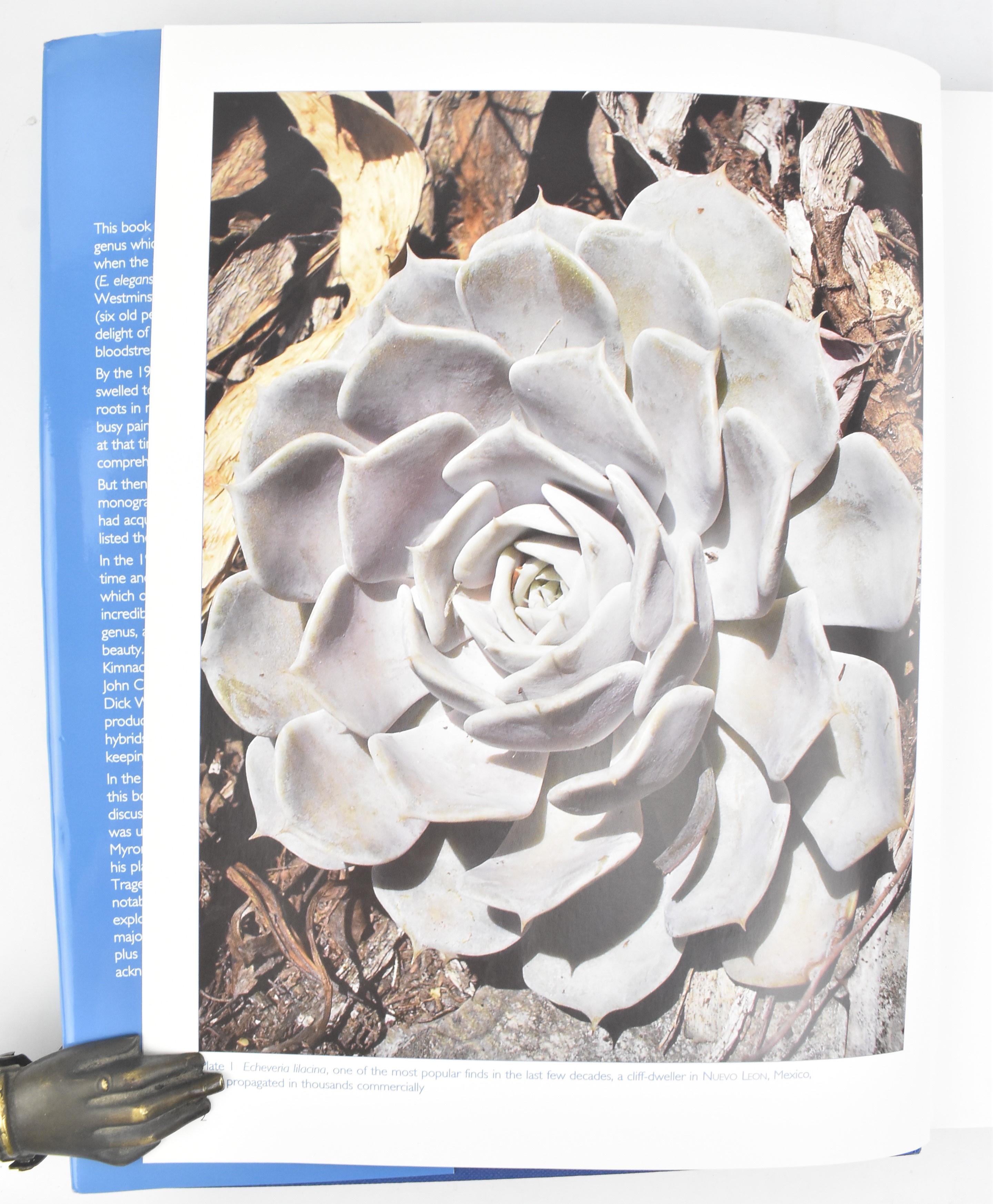 BOTANY. COLLECTION OF SIX SPECIALIST SUCCULENT PLANT BOOKS - Image 11 of 12