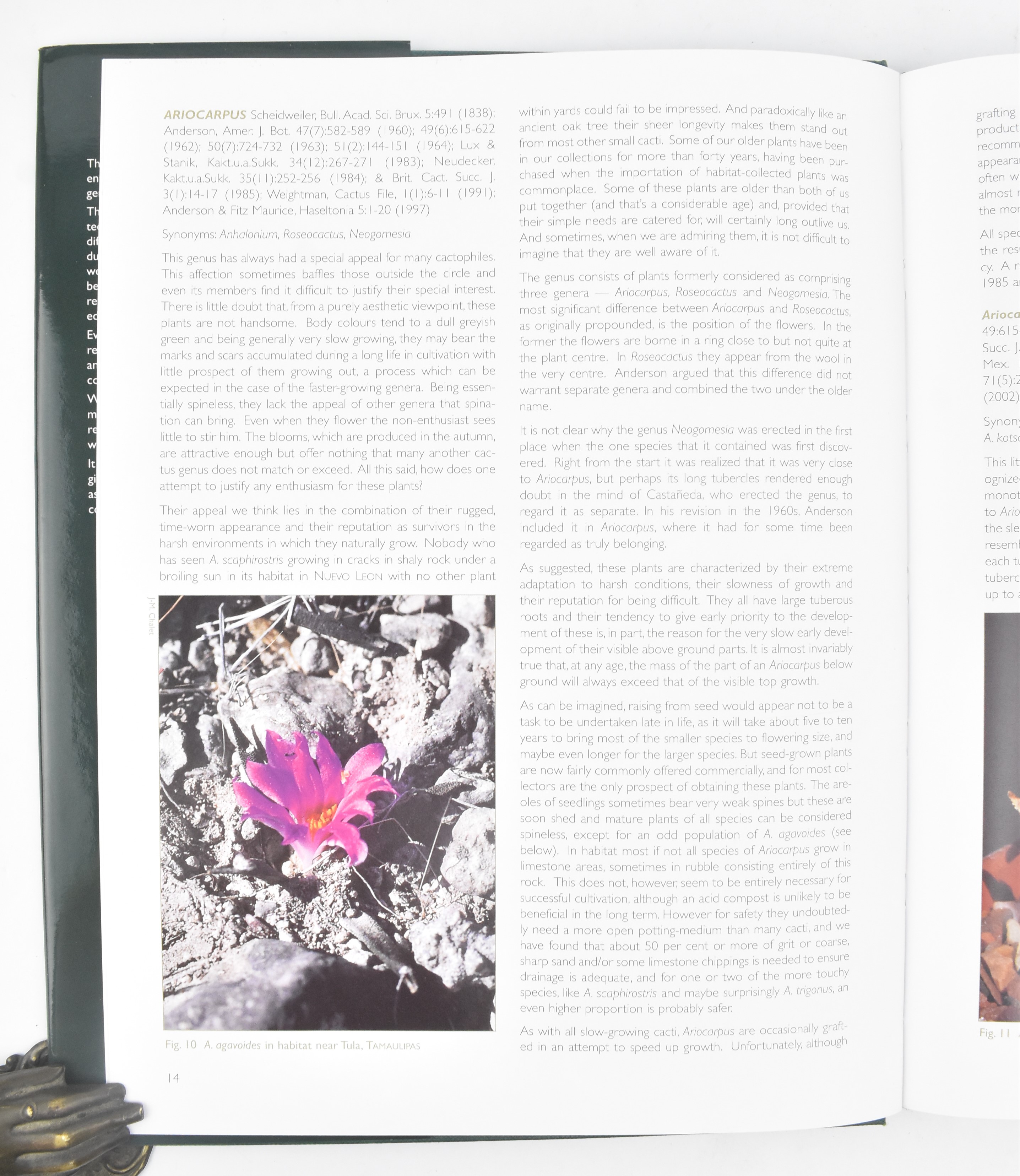 BOTANY. COLLECTION OF SIX SPECIALIST SUCCULENT PLANT BOOKS - Image 5 of 12