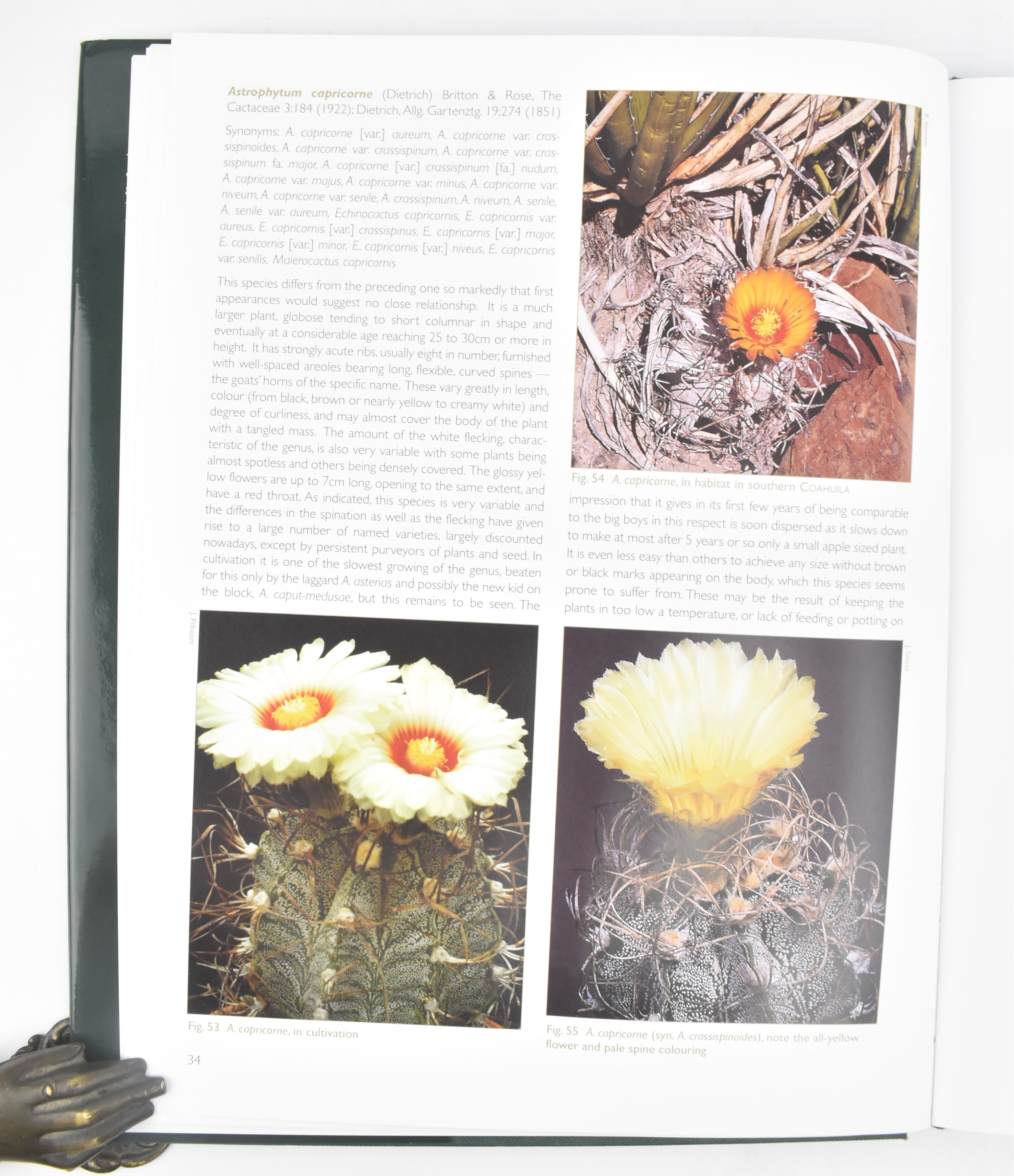 BOTANY. COLLECTION OF SIX SPECIALIST SUCCULENT PLANT BOOKS - Image 6 of 12