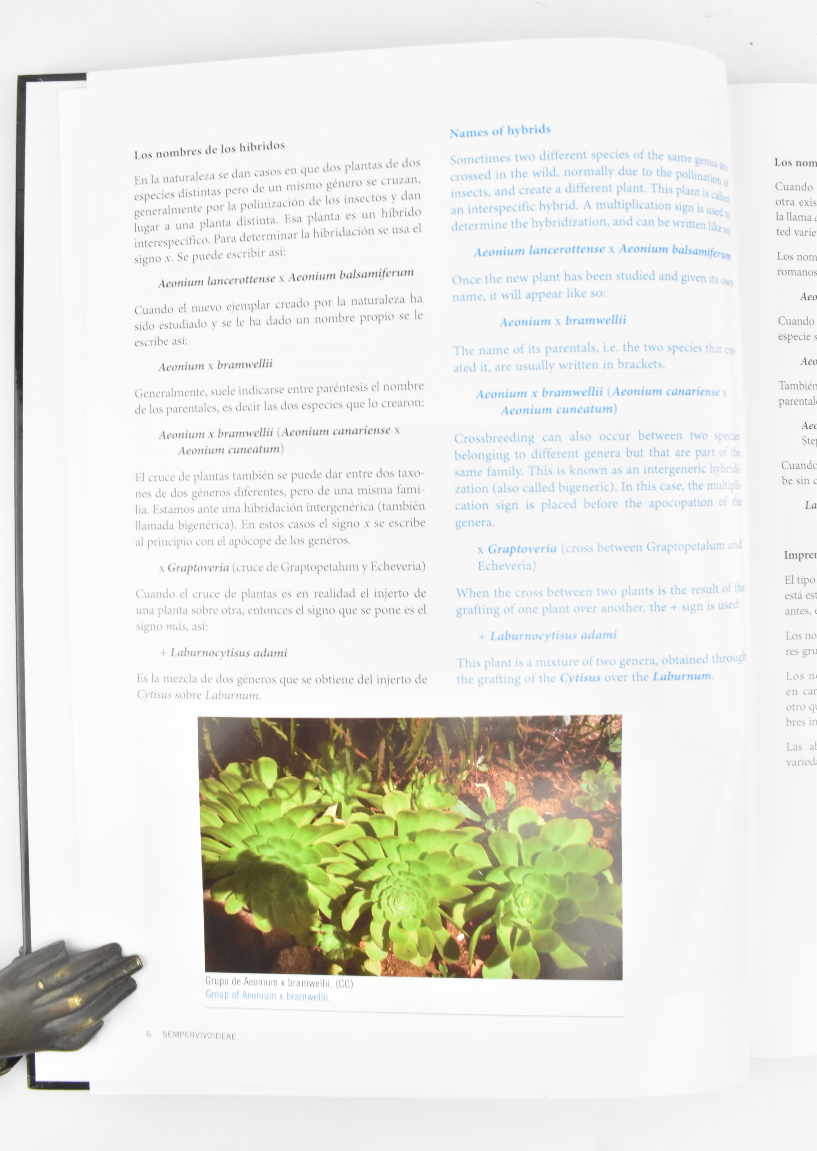 BOTANY. COLLECTION OF SIX SPECIALIST SUCCULENT PLANT BOOKS - Image 8 of 12