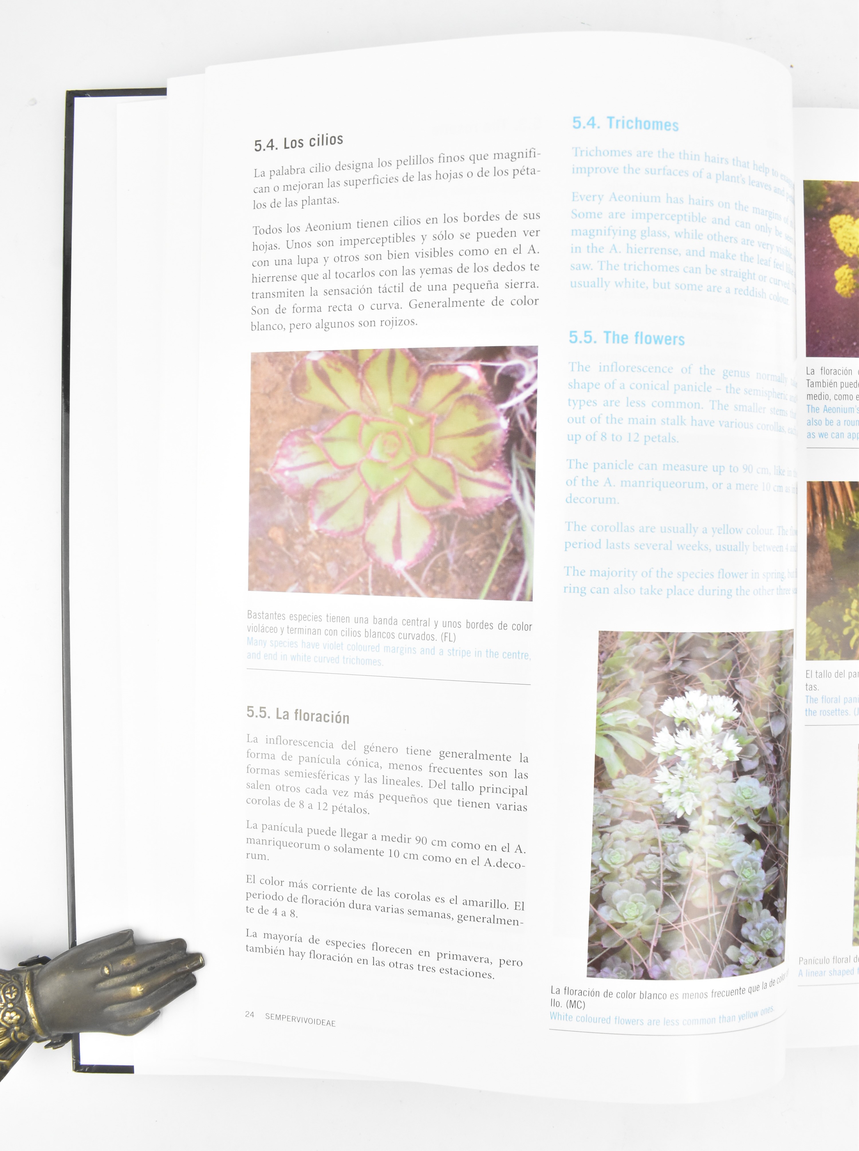 BOTANY. COLLECTION OF SIX SPECIALIST SUCCULENT PLANT BOOKS - Image 9 of 12