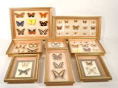 LARGE COLLECTION OF TAXIDERMY BUTTERFLY SPECIMENS