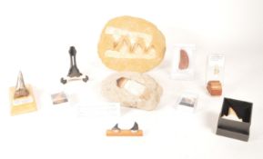 NATURAL HISTORY - COLLECTION OF SHARK TOOTH FOSSILS