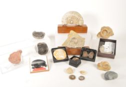 NATURAL HISTORY - COLLECTION OF AMMONITE FOSSILS AND OTHERS
