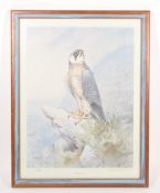 AFTER G. BENINGFIELD - 1978 LIMITED EDITION PEREGRINE FALCON PRINT